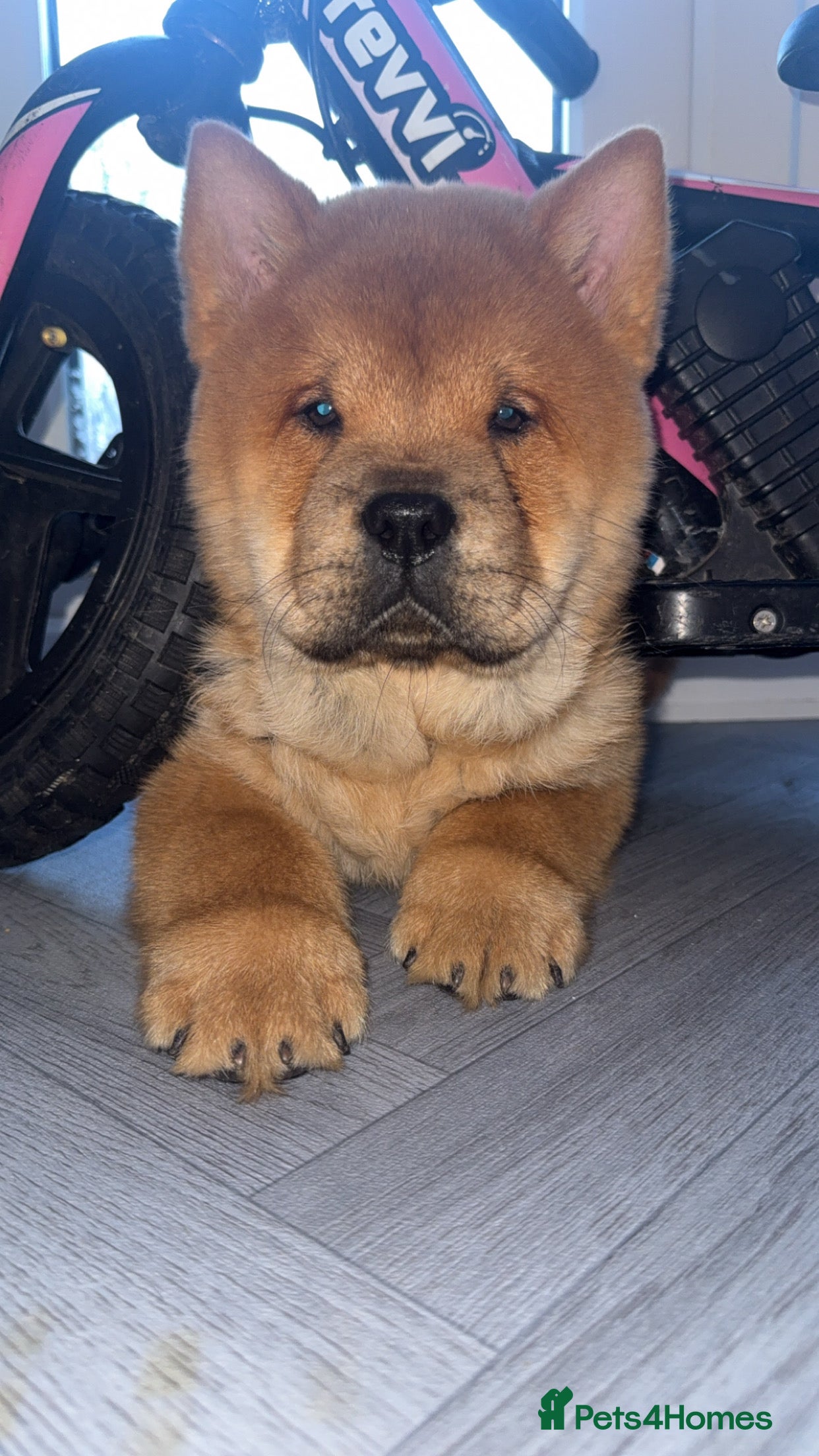 Chow Chow dogs Chow chow boy pup  - Advert 1