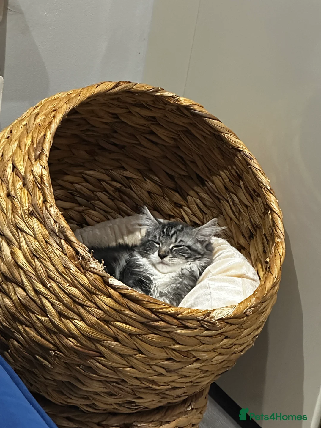 Maine Coon cats for sale: Maine Coon  in Carshalton - Advert 6