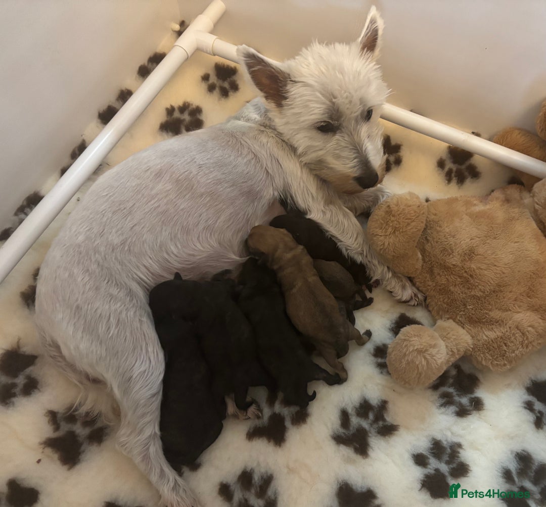 Mixed Breed dogs for sale: Westiepoo puppies - Advert 2