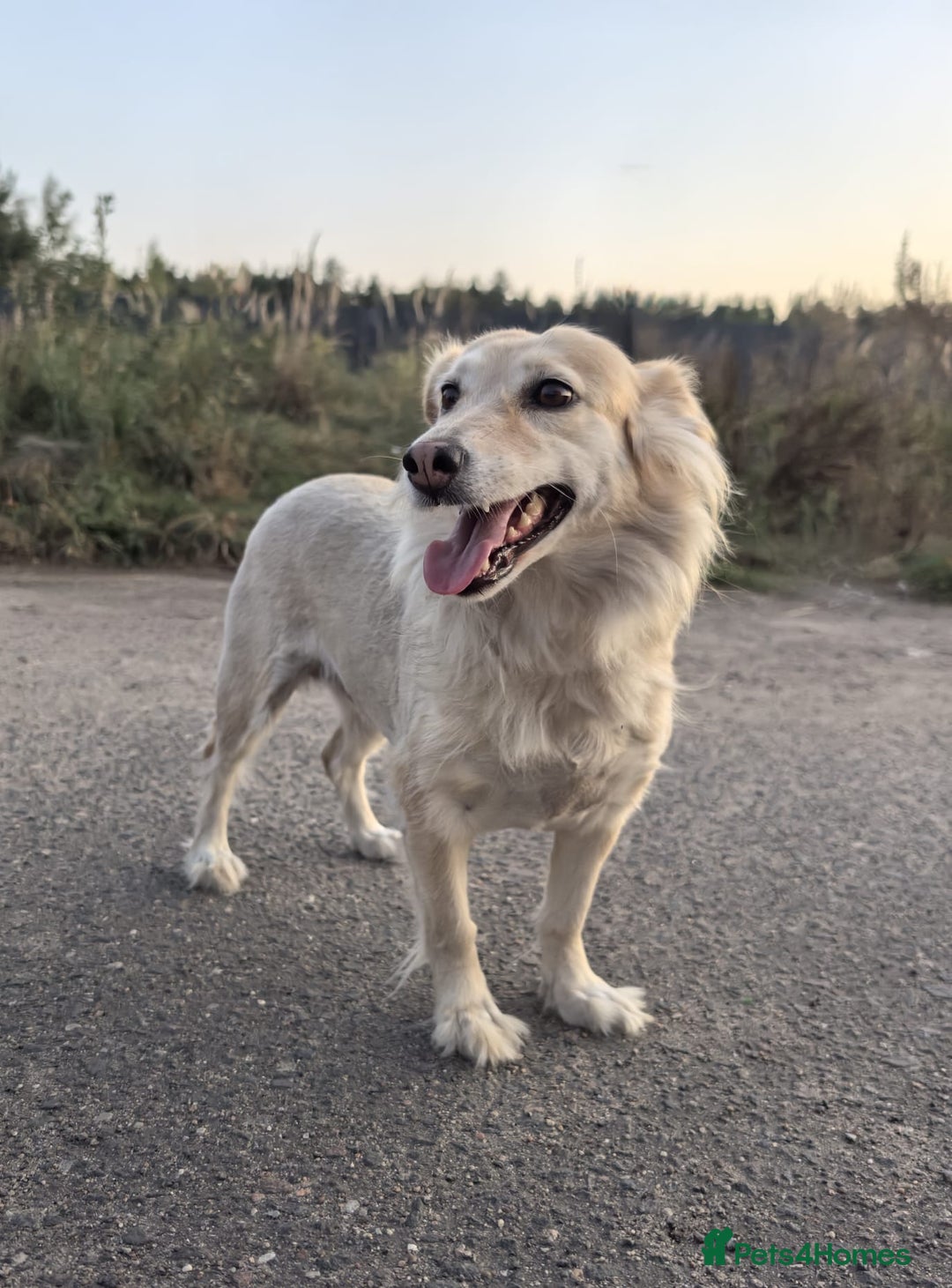 Mixed Breed dogs for adoption: 💖🐶 DOCHA 🐶💖 - Image 13