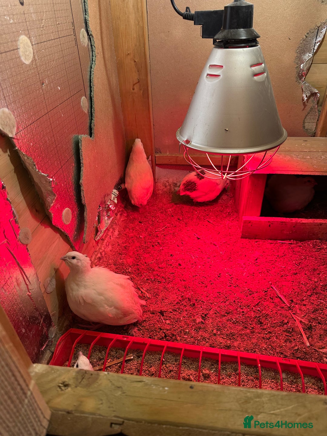 Mixed Breed birds for sale: ENGLISH WHITE QUAIL - Advert 2