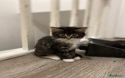 Mixed Breed cats for sale: 3 Fluffy Ragdoll X Kittens available!! - Image 1