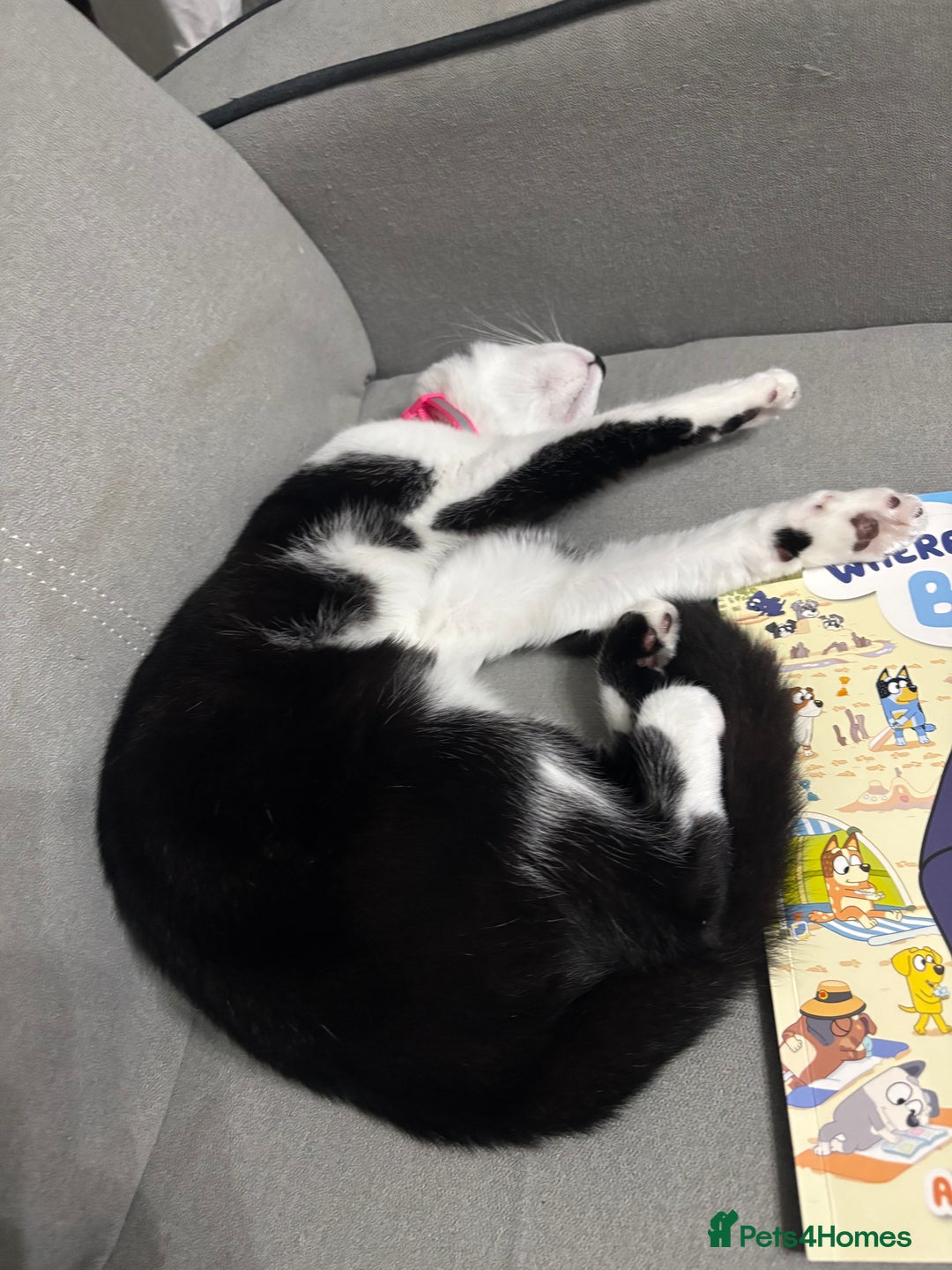 Domestic Shorthair cats for sale: Kitten up for adoption  - Image 2