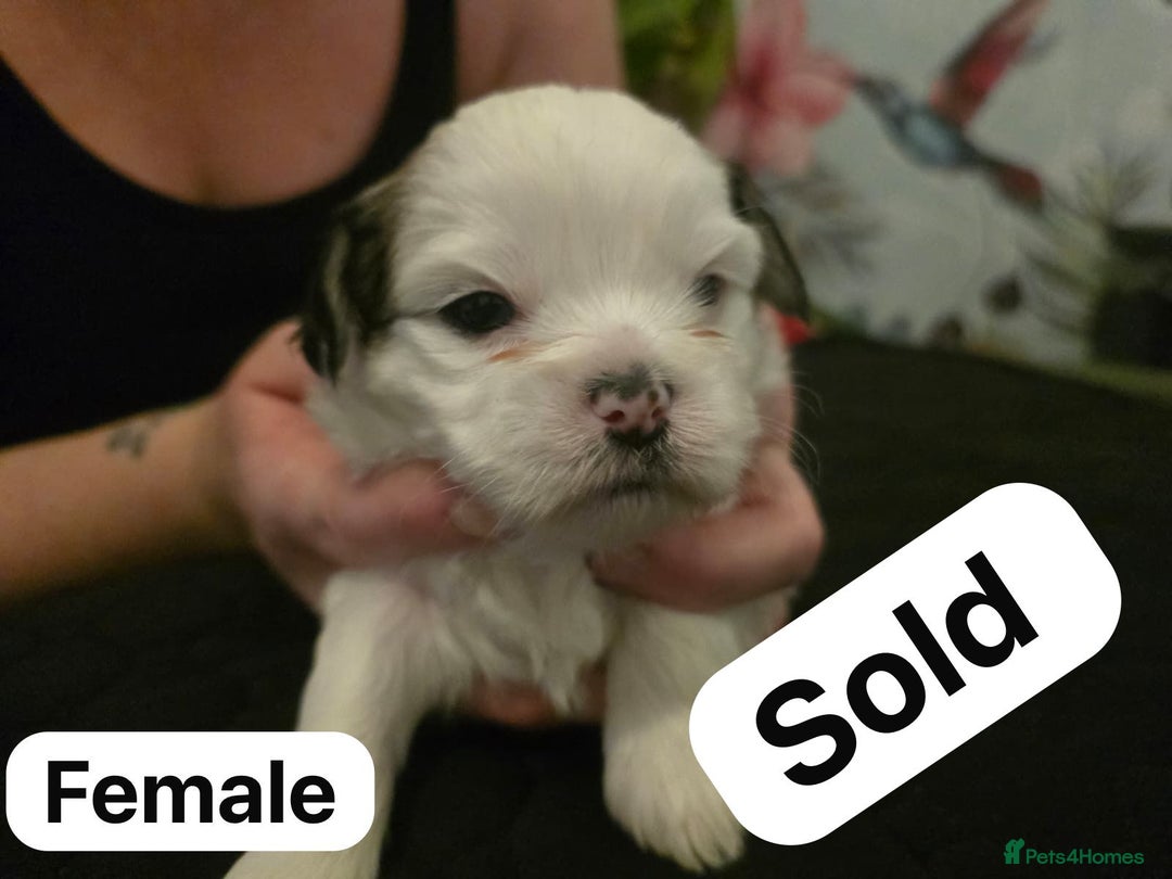 Mixed Breed dogs for sale: Shorkie cross lhasa apso pups - Advert 10