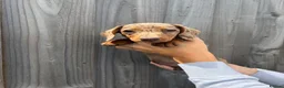 Dachshund dogs for sale: Dachshund puppies - Advert 16