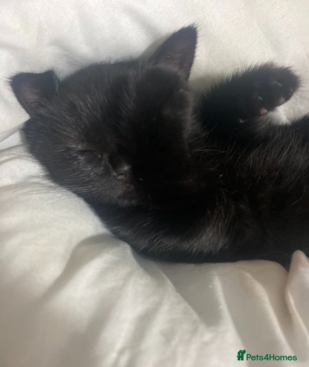 Bombay cats for sale: Black male kitten  - Image 2