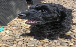 Cockapoo dogs for sale: Cockapoo boys  - Image 12