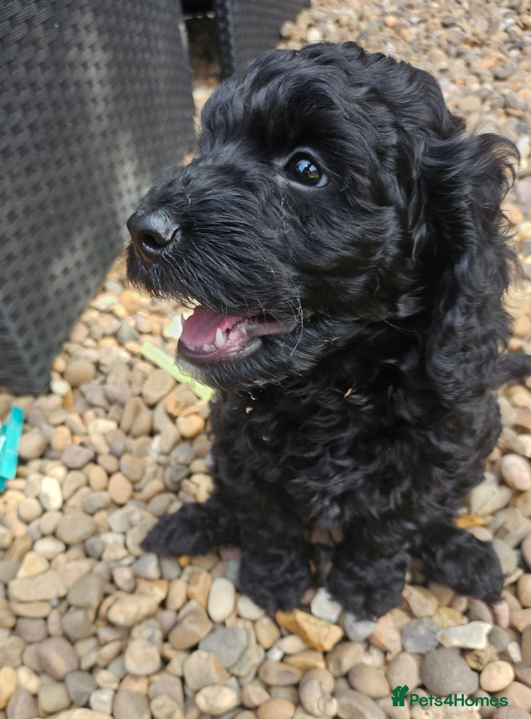 Cockapoo dogs for sale: Cockapoo boys  - Image 12