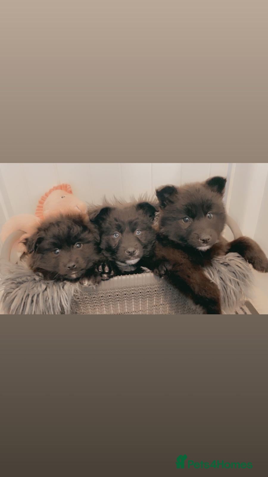 Pomsky dogs Pomsky puppies ready for their forever home 💞 in Swansea - Advert 1