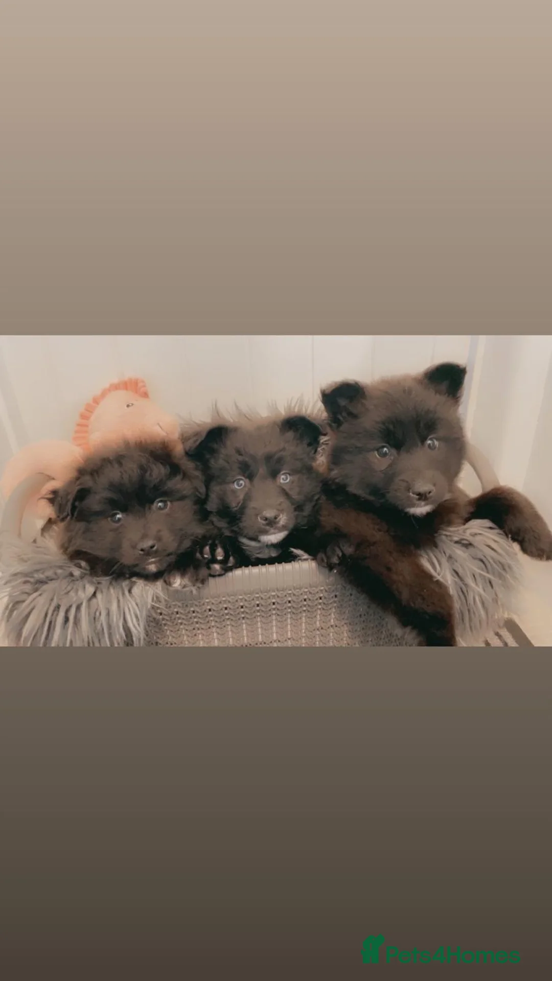 Pomsky dogs for sale: Pomsky puppies ready for their forever home 💞 in Swansea - Advert 1