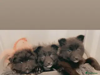 Pomsky dogs Pomsky puppies ready for their forever home 💞 in Swansea - Advert 1