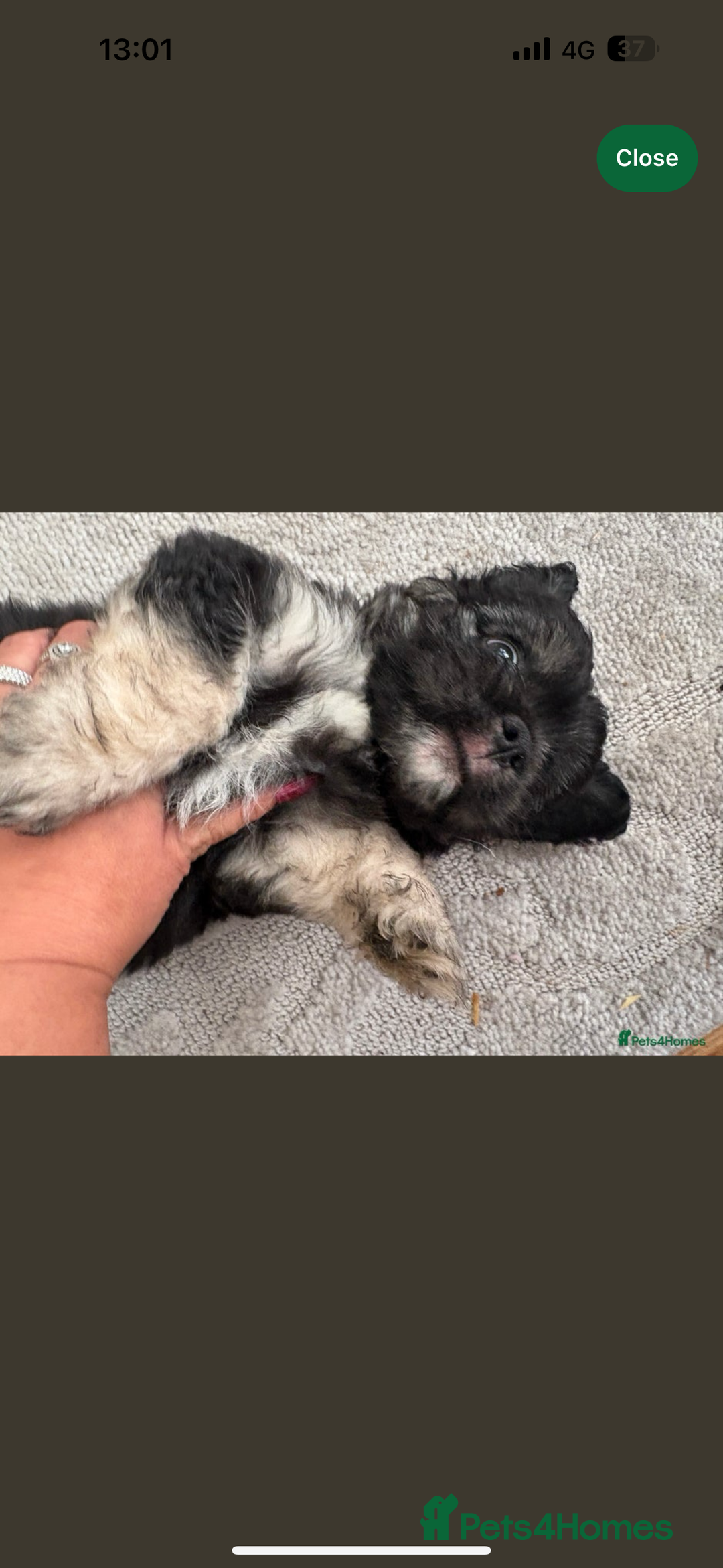 Mixed Breed dogs for sale: 3 beautiful froodle pups for sale 1 girl 2 boys - Image 5