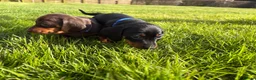 Miniature Dachshund dogs for sale: Miniature Smooth Dachshund Black & Tan - 1 Boy in Swindon - Advert 3
