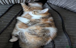 Mixed Breed cats for sale: 9 week old kittens - Image 13