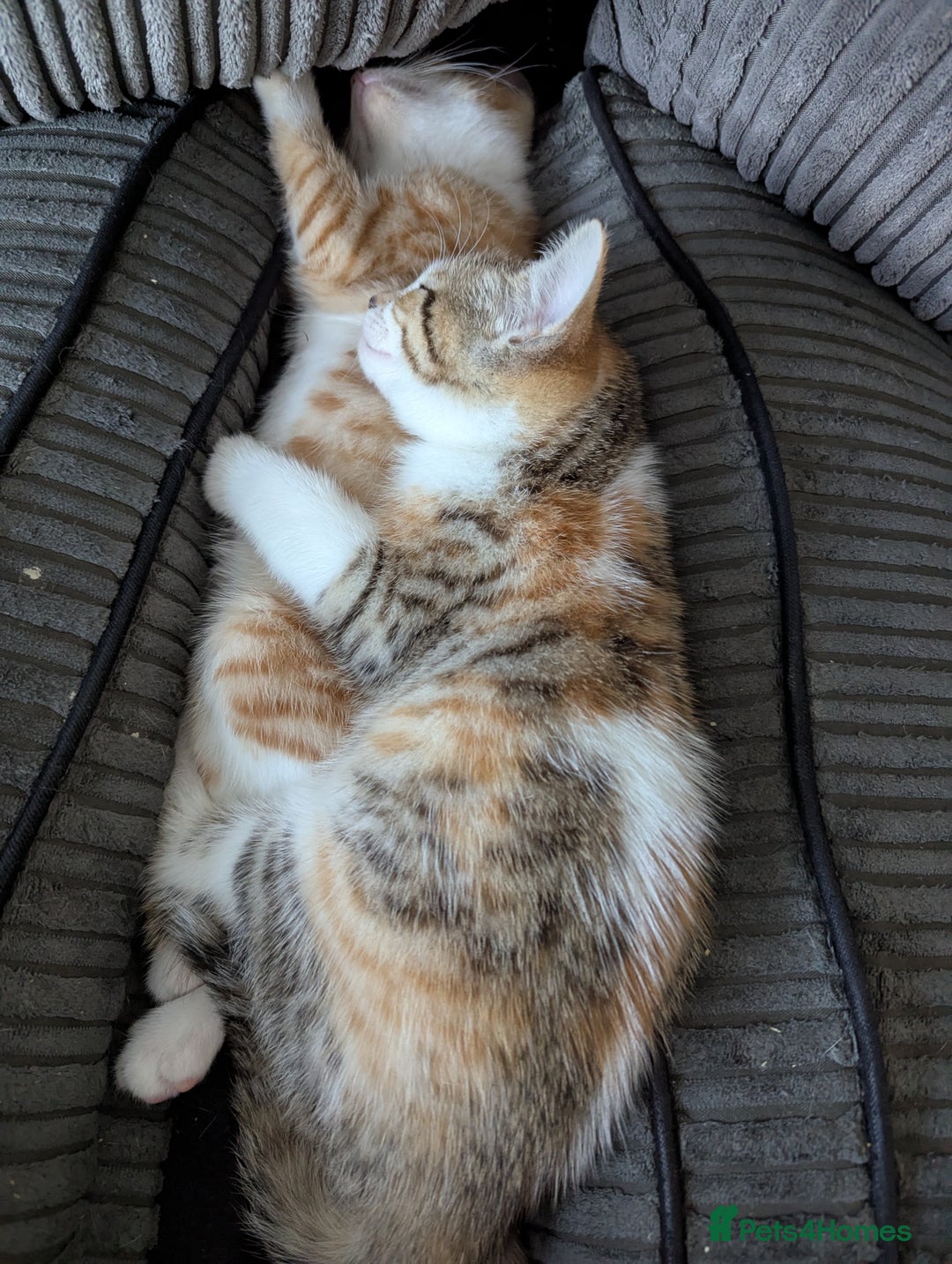 Mixed Breed cats for sale: 9 week old kittens - Image 13