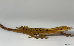 Gecko reptiles for sale: Crested Geckos ( can provide set up) in Upminster - Image 5