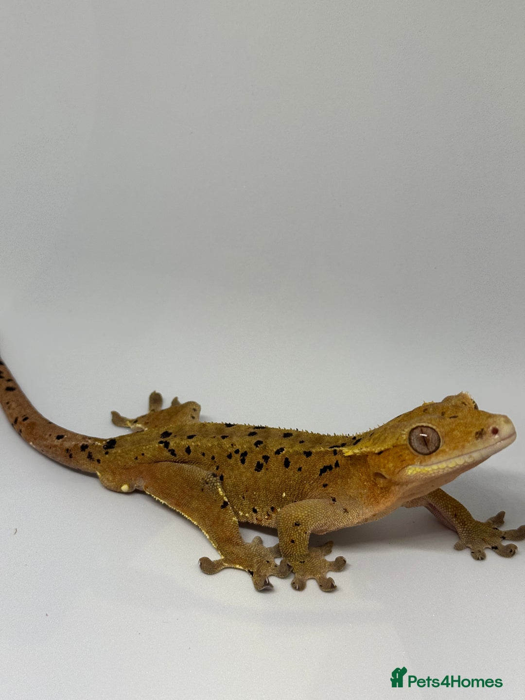 Gecko reptiles for sale: Crested Geckos ( can provide set up) in Upminster - Image 5