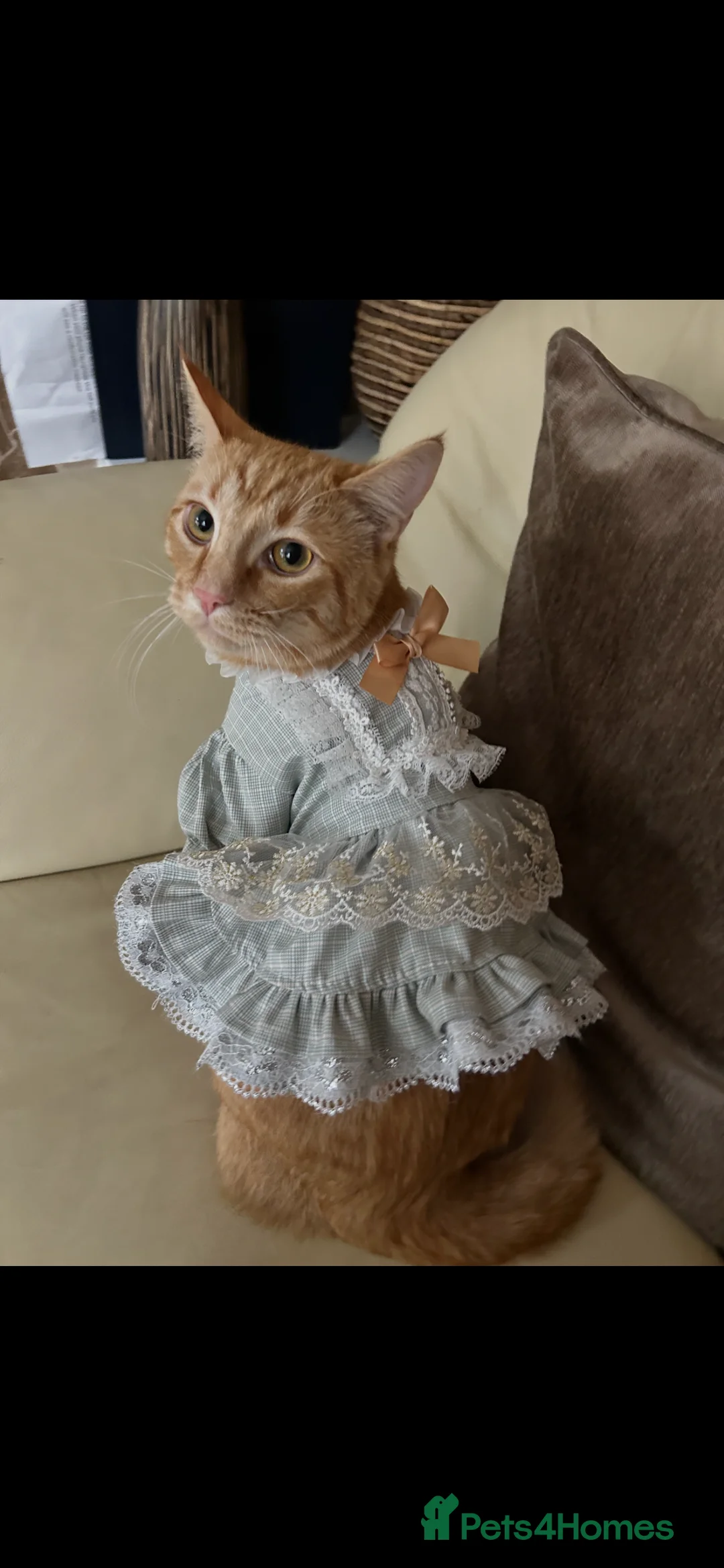 Domestic Shorthair cats for sale: 11 month old cat ginger cat  - Advert 4
