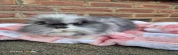 Mixed Breed rabbits for sale: Double mane lion head liop does  - Advert 2