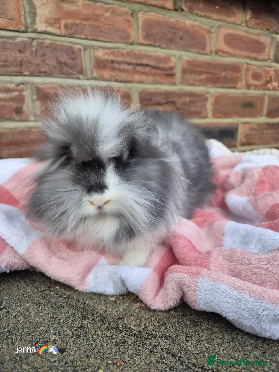 Mixed Breed rabbits for sale: Double mane lion head liop does  - Advert 2