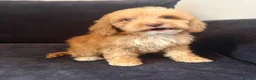 Cockapoo dogs for sale: Cockapoo puppies - Advert 24