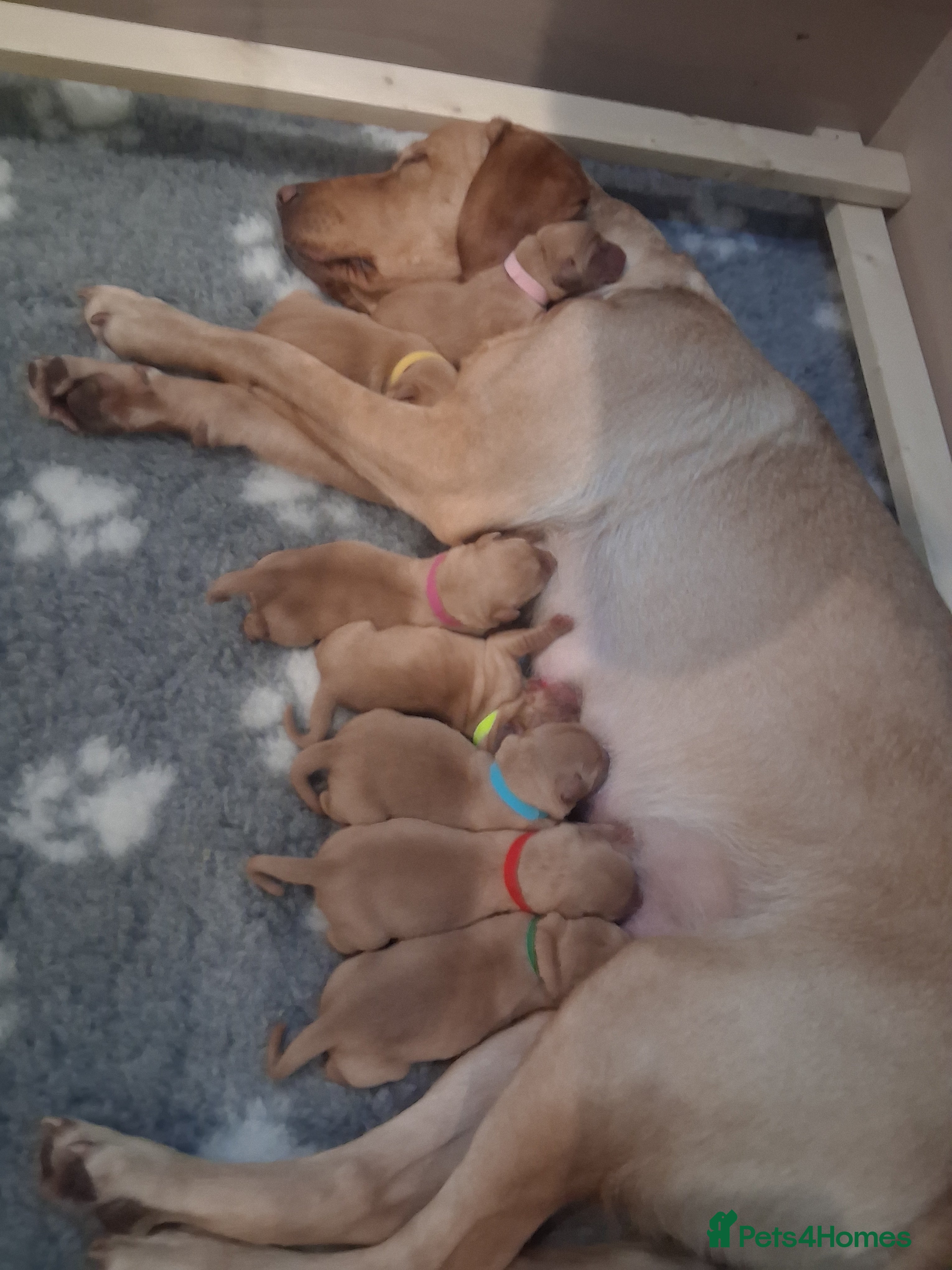 Labrador Retriever dogs Fox red / yellow KC registered labrador pups - Advert 2