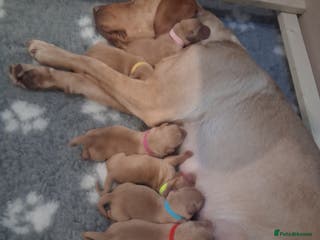 Labrador Retriever dogs Fox red / yellow KC registered labrador pups - Advert 2