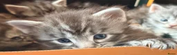 Maine Coon cats for sale: Tica registered 4 female mainecoons left,  polys - Advert 5