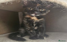 Domestic Shorthair cats for sale: Female tortoiseshell Kitten  - Image 2