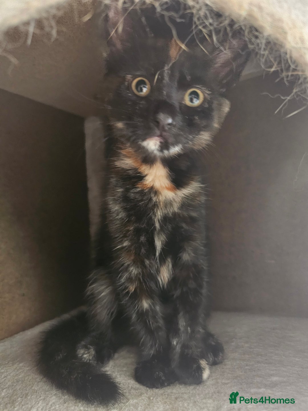 Domestic Shorthair cats for sale: Female tortoiseshell Kitten  - Image 2