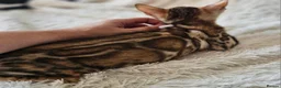 Bengal cats for sale: Unique Line Snow & Brown Bengals - Advert 3