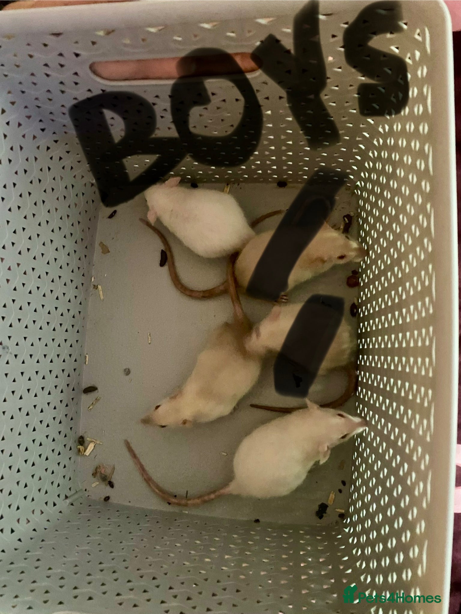 Rat rodents Dumbo rats  - Advert 2