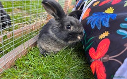 Mini Lop rabbits for sale: 3 Black Otters - all female. - Image 2