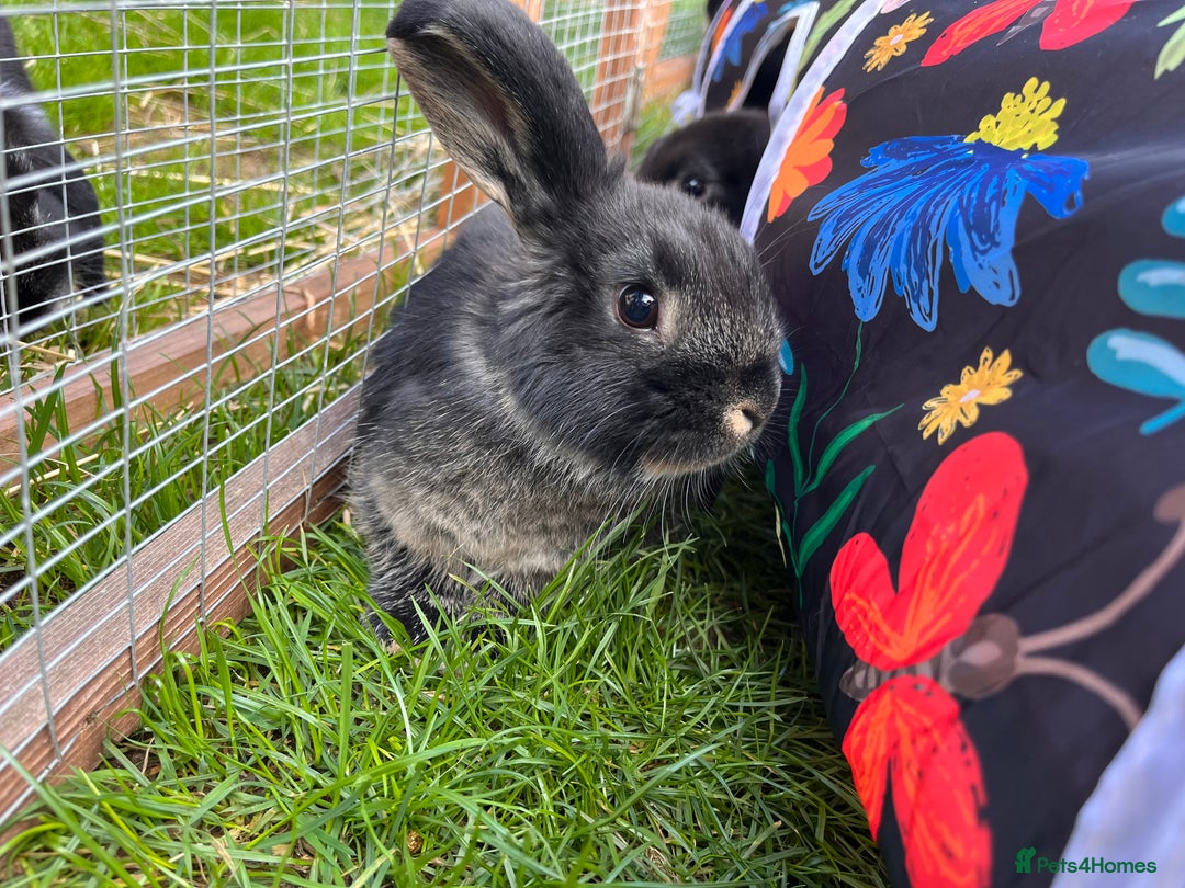 Mini Lop rabbits for sale: 3 Black Otters - all female. - Image 2