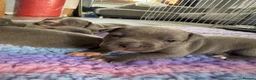Staffordshire Bull Terrier dogs for sale: Staffordshire bull terrier puppies  in Kilmarnock - Advert 4