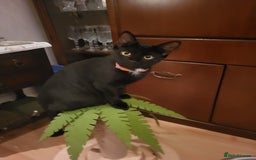 Mixed Breed cats for sale: gorgeous female kittens  - Image 4