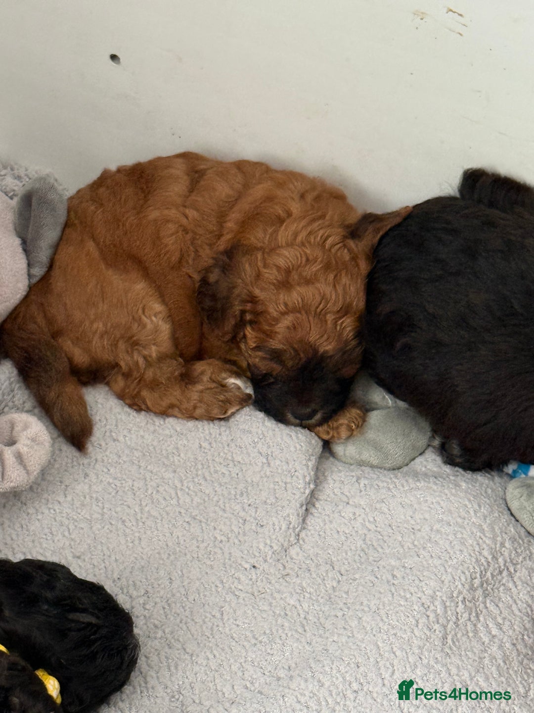 Maltipoo dogs for sale: Outstanding Malshipoo puppies - Image 39