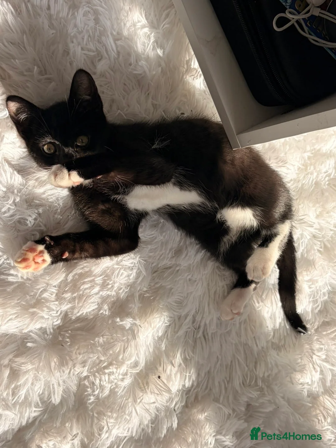 Mixed Breed cats for sale:  **   in Birkenhead - Advert 2