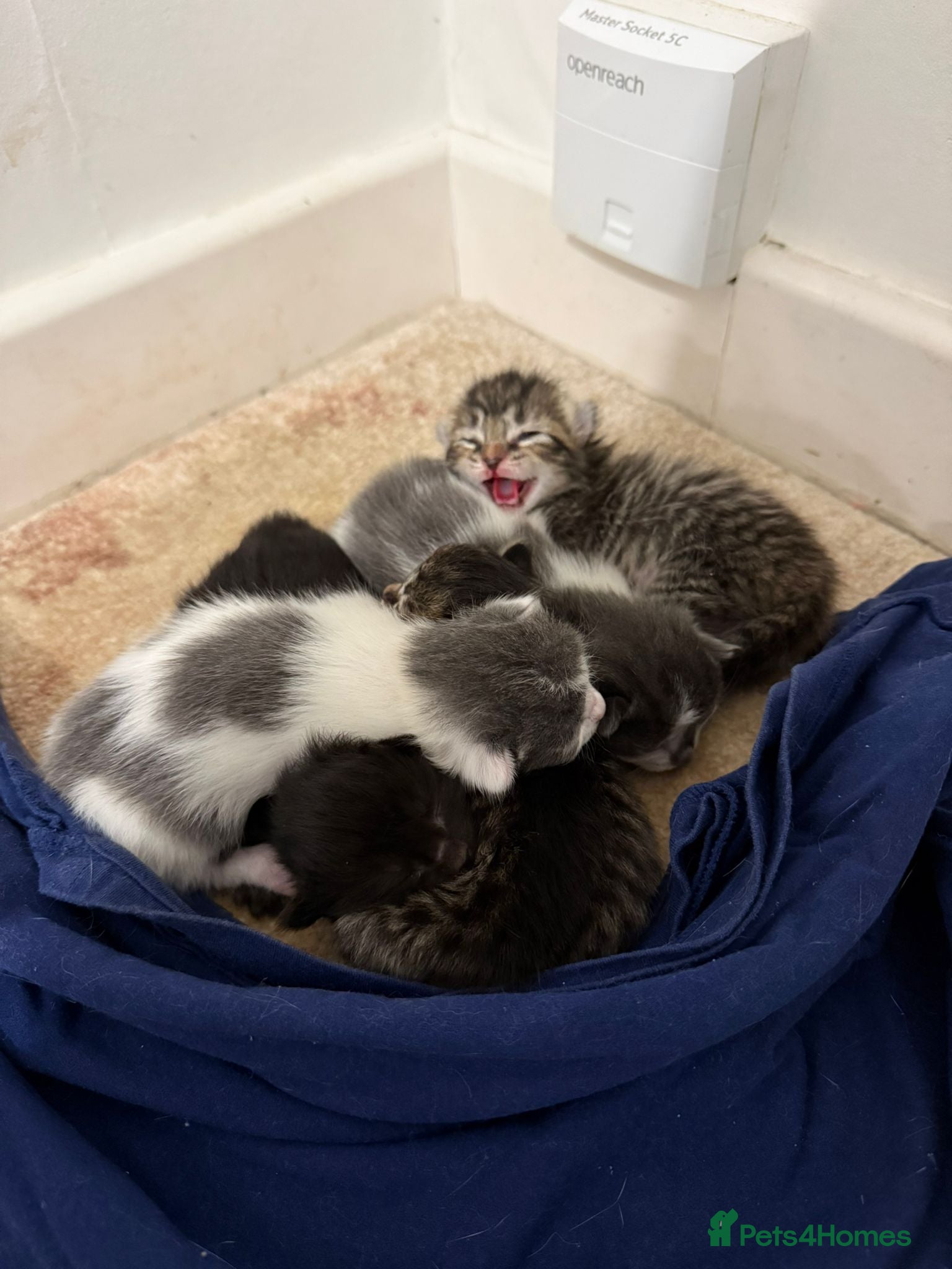 Mixed Breed cats Mixed breed with Angora - Advert 2