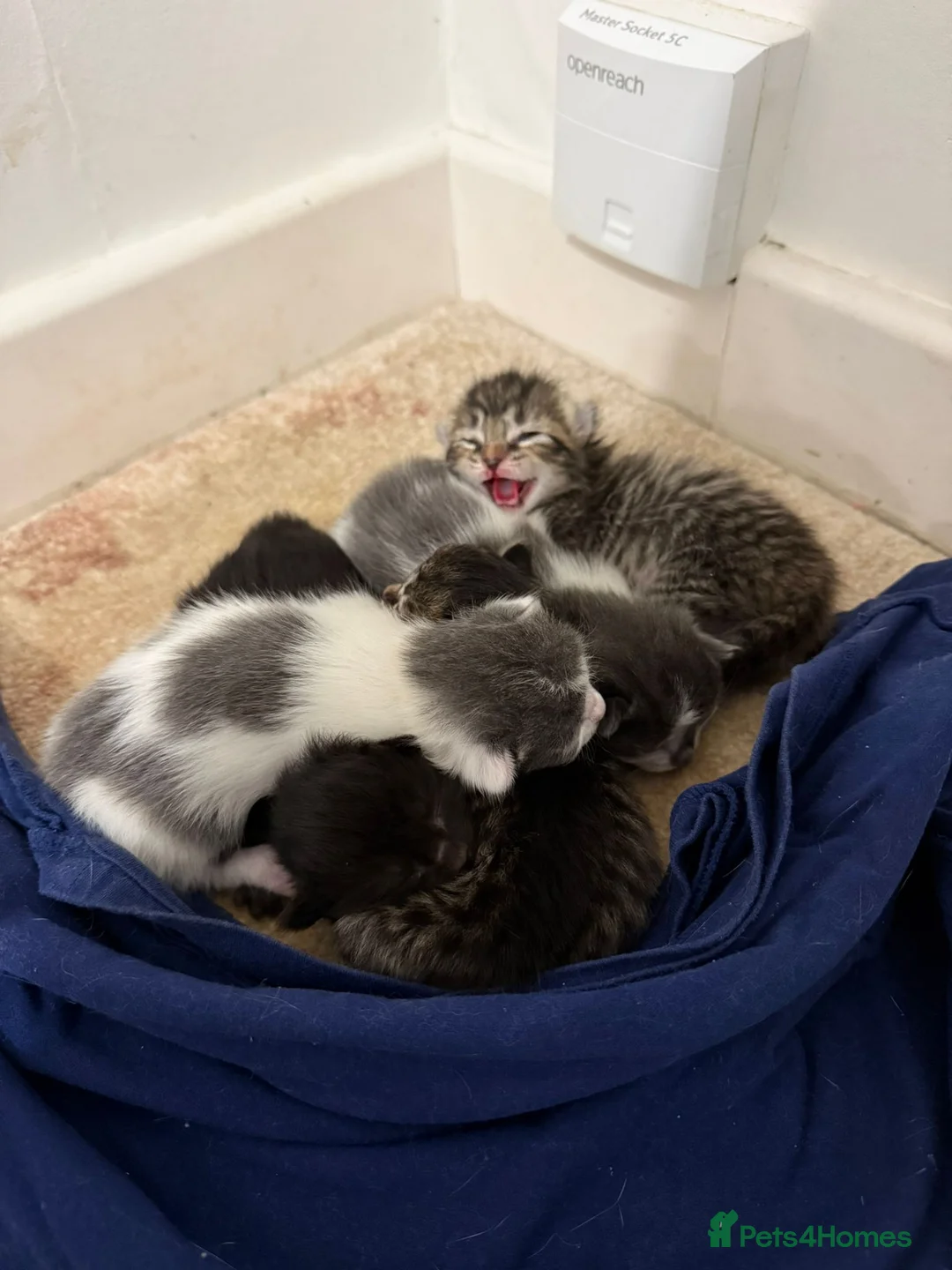 Mixed Breed cats for sale: Mixed breed with Angora - Advert 1