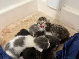 Mixed Breed cats Mixed breed with Angora - Advert 2