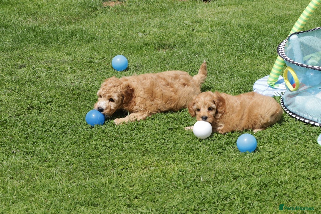 Cockapoo dogs for sale: Beautiful Cockapoo puppies for sale - Image 12