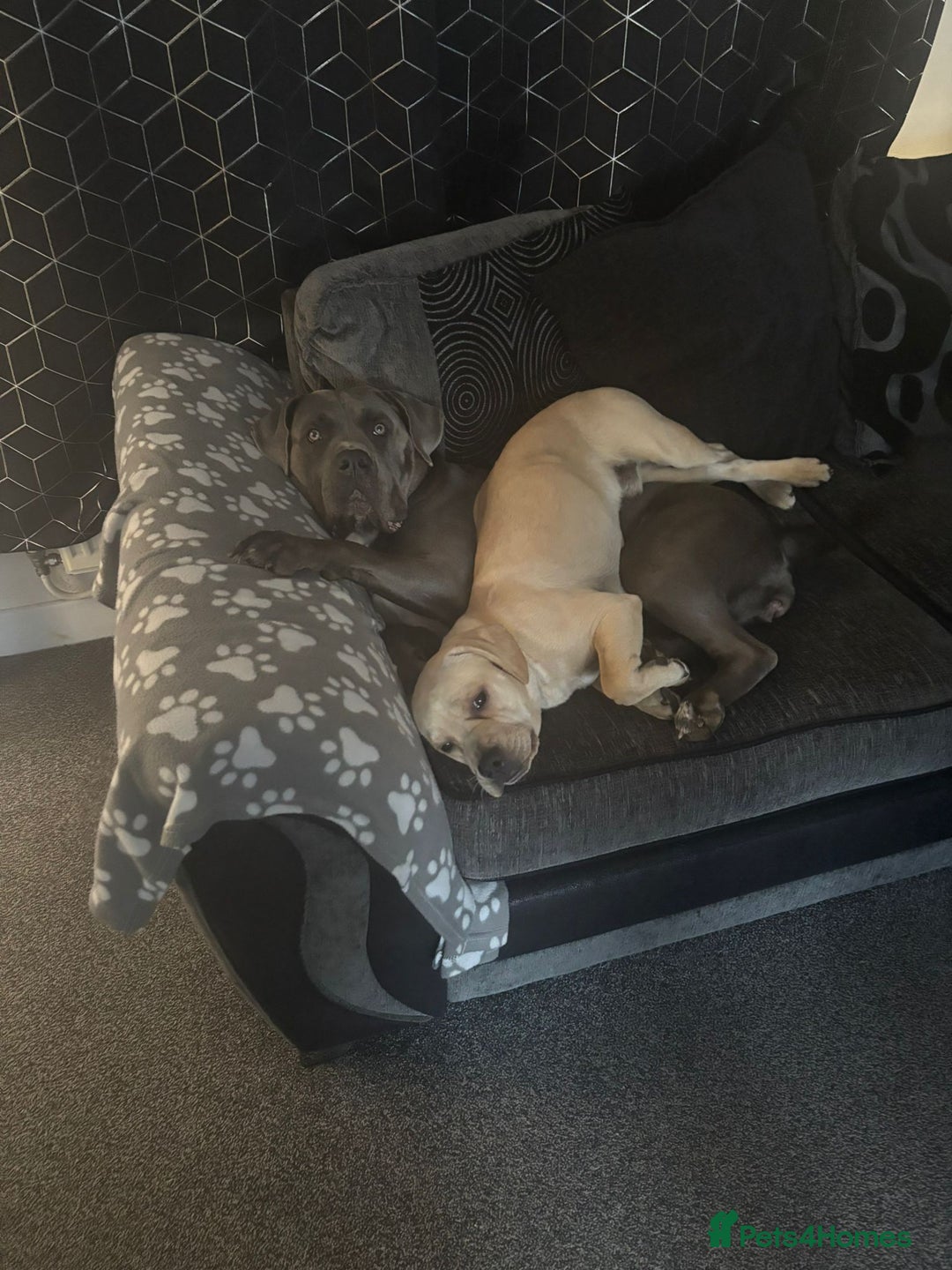 Mixed Breed dogs for sale: Charlie - Image 6