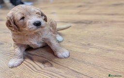Goldendoodle dogs for sale: Goldendoodle F1 puppies  - Image 3