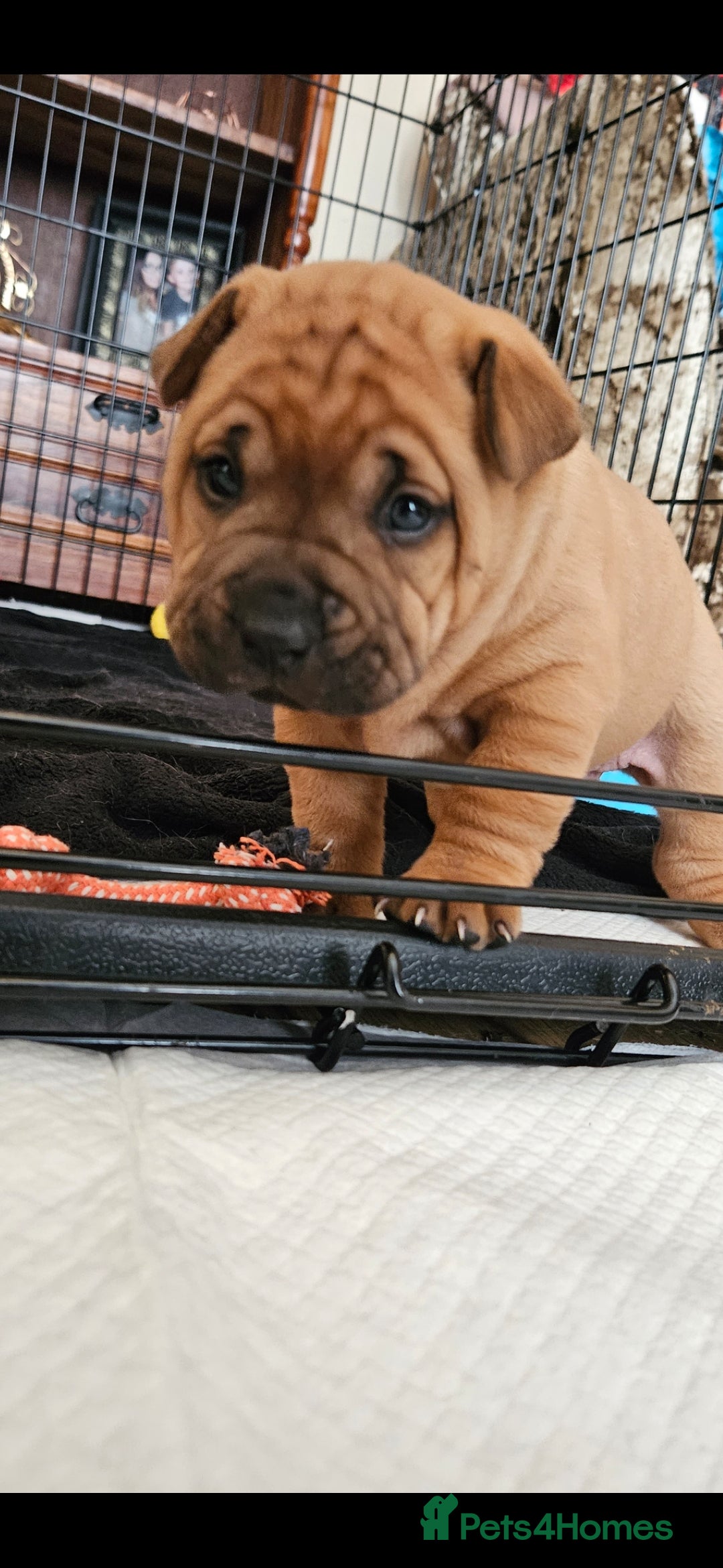 Shar Pei dogs for sale: Shar Pei puppies (READY TO GO NOW) - Image 3