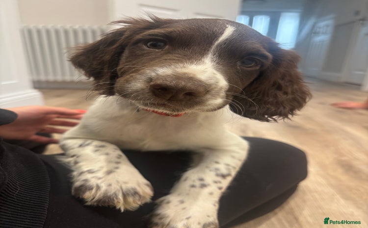 English Springer Spaniel dogs in Derby - Advert 1