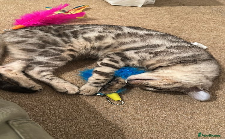 Bengal cats - Advert 1