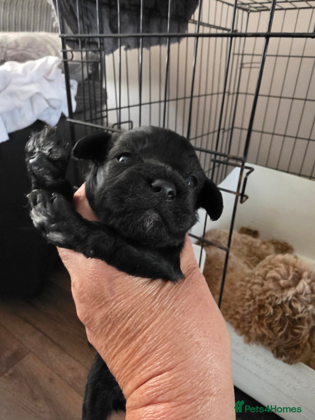 Mixed Breed dogs for sale: Schnockerpoo's - Image 5