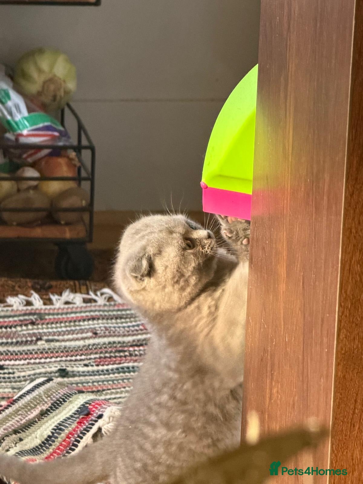 British Shorthair cats Adorable Kittens for Sale 🐾 - Advert 2