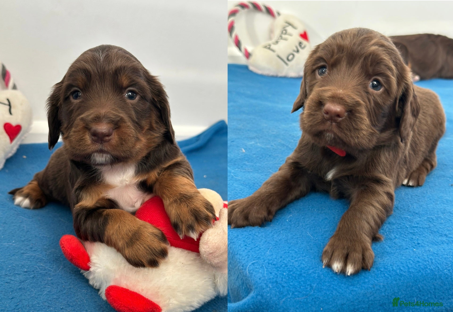 Sprocker dogs ⭐️Fully Health Tested Sprocker Spaniel Puppies⭐️ - Advert 3